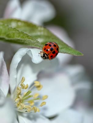 Ladybug and Crabapple blossom