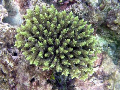 Corail madrépore - Acropora sp