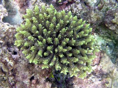 Corail madrpore - Acropora sp