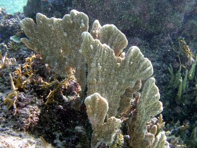 Corail madrépore - Acropora cuneata ?