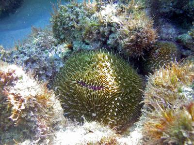 Corail madrépore - Fungia sp