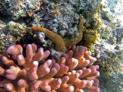 Corail madrépore - Stylophora pistillata
Etoile de mer - Nardoa novaecaledoniae