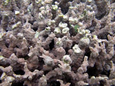 Corail madrpore
Crevette sp.