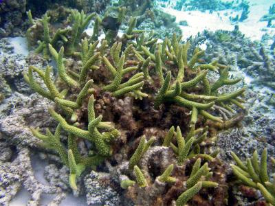 Corail madrpore
Acropora sp.