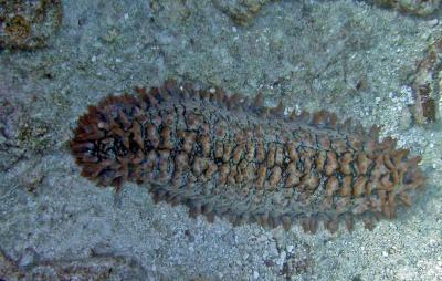 Holothurie
Thelenota ananas