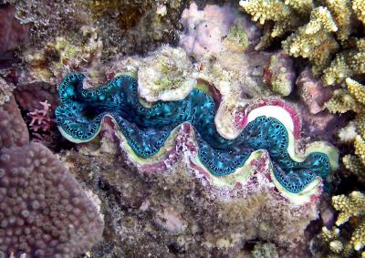 Bnitier
Tridacna maxima ?