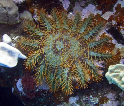 Etoile de mer
Acanthaster planci