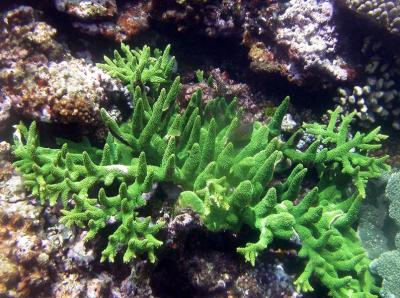 Corail madrpore
Acropora sp. 