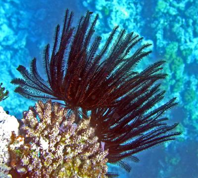 Crinode sp.