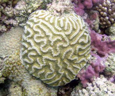 Corail madrpore
Oulophyllia crispa ?