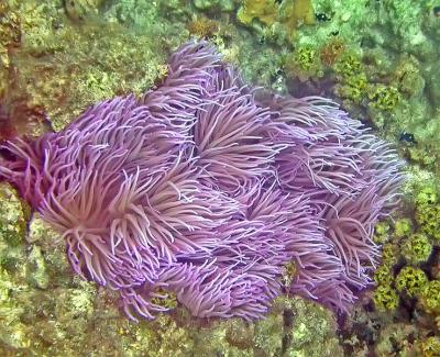 Anémone sp.