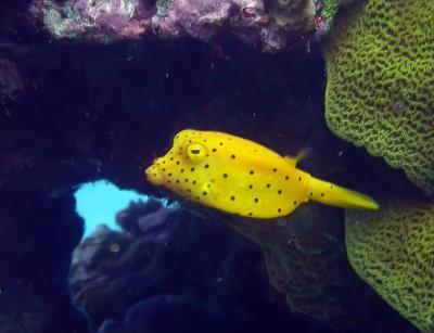 Poisson-coffre jaune juvnile
Ostracion cubicus