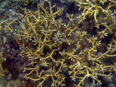 Corail madrpore
Acropora sp.