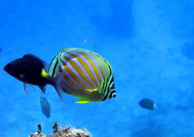 Poisson-papillon orn
Chaetodon ornatissimus