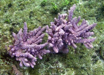Corail madrpore 
Acropora sp.
