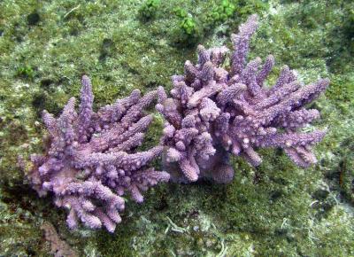 Corail madrépore
Acropora sp.