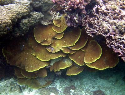 Corail madrpore
Tubinaria reniformis