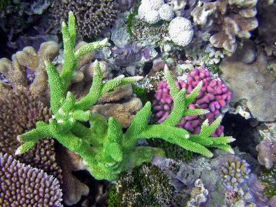 Corail madrpore 
Acropora sp.
