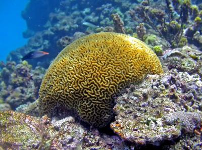Corail madrpore 
Platygyra sp.
