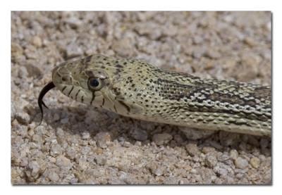 u18/tammie_and_russ/medium/43132159.GopherSnake.jpg
