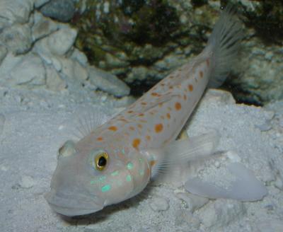 Night Watchman Goby