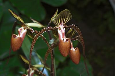 Orchids