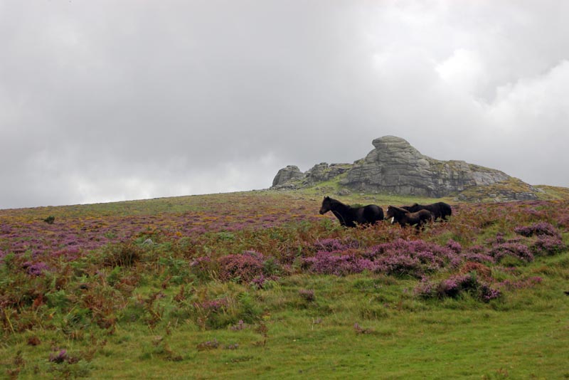 Dartmoor