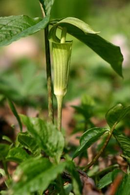 Jack-in-the-pulpit 2