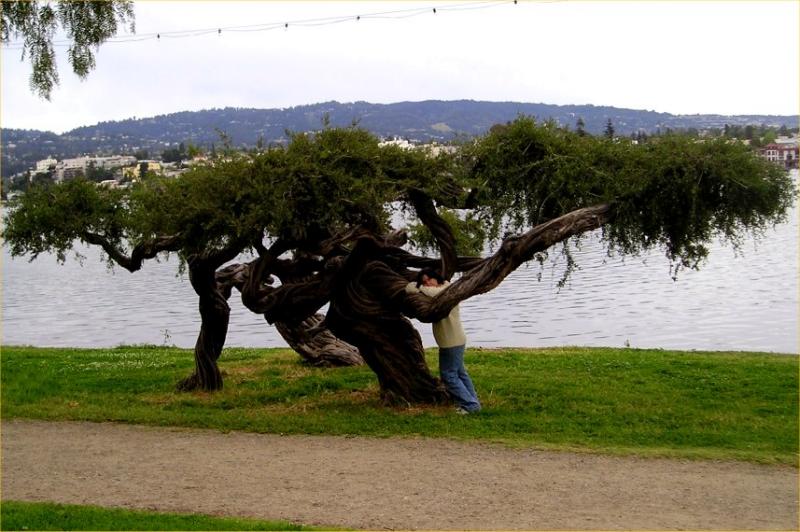 Dancing with cyprus tree