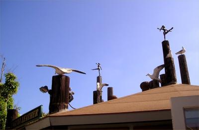 Rooftop gulls