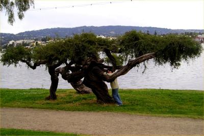 Dancing with cyprus tree