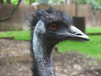 Emu - symbol of Australia