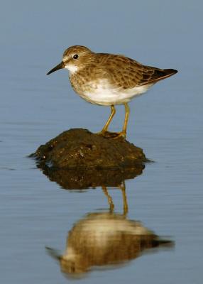 Least Sandpiper, winter