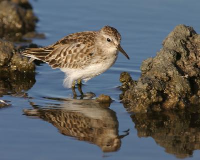 Least Sandpiper, juvenile(?)