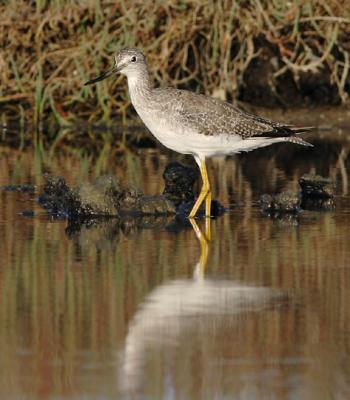 Greater Yellowlegs, winter