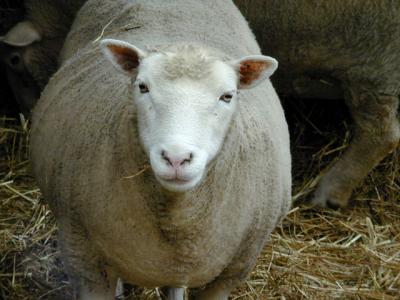 Sheepish look