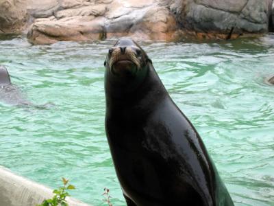 Sea Lion