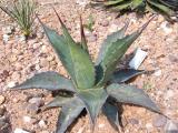 Agave montana at CGF