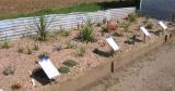 Succulent bed at CGF