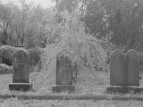 Elmwood & Pinewood cemetery  ice storm Dsc05925.jpg