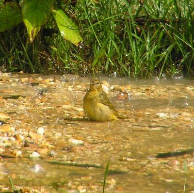 08-22-04 tanager2.jpg