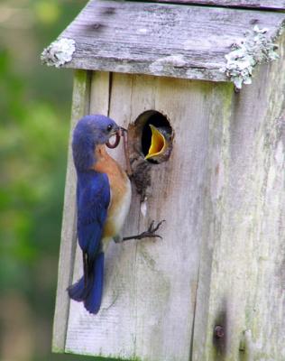 eastern_bluebird