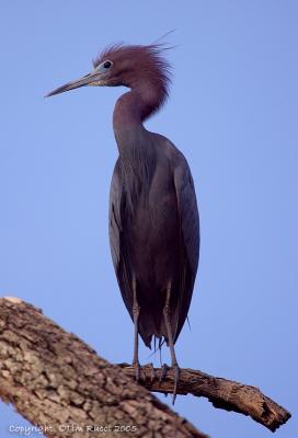 31838c - Little Blue Heron