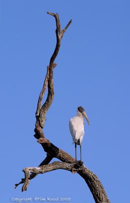 31783c - Wood Stork