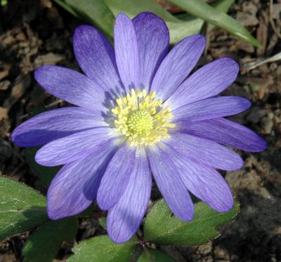 6 May 2005