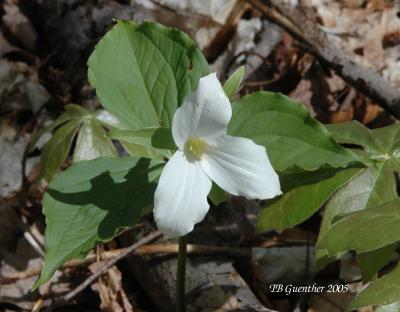 White Trillium 11