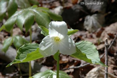 White Trillium 13