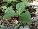 Red Trillium 25