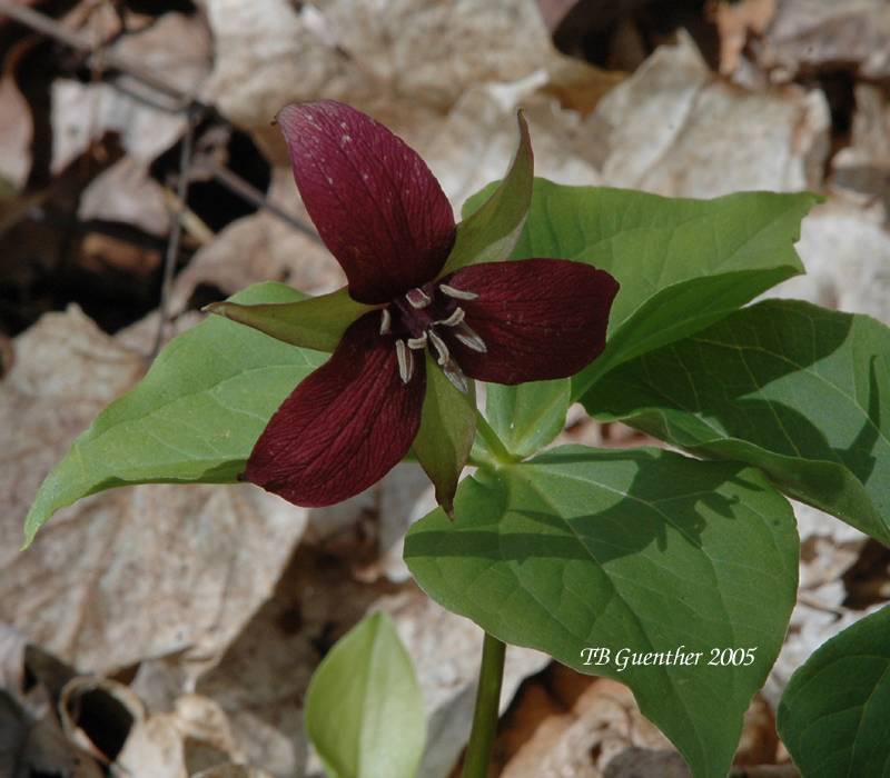 Red Trillium 23