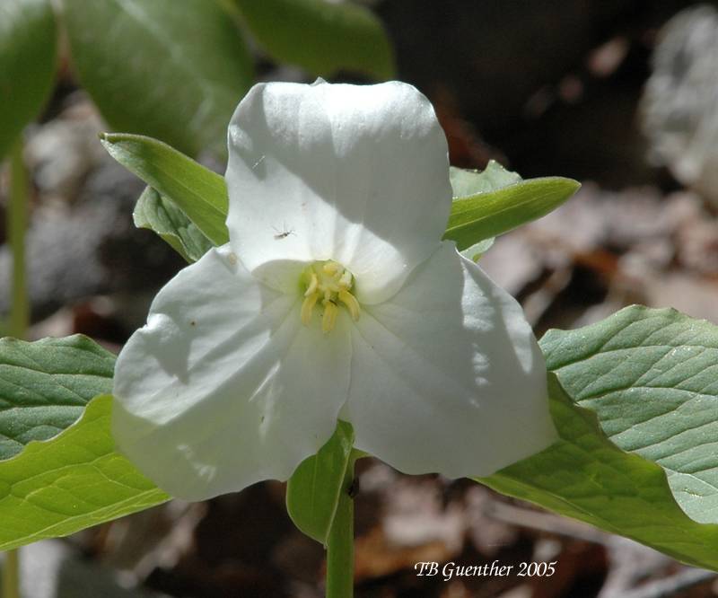 White Trillium 12
